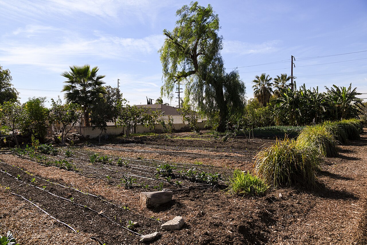 Agricultural Land Beyond Ibusa, Delta State